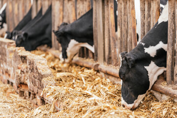 Cows eating straw in a farm