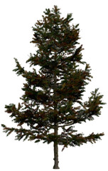 3d rendering of  Larix Decidua PNG vegetation tree for compositing or architectural use. No Backround. 