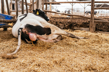 Cow giving birth in a stable © Guillermo Spelucin