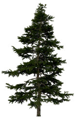 Fototapeta premium 3d rendering of Larix Decidua PNG vegetation tree for compositing or architectural use. No Backround. 