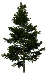 3d rendering of  Larix Decidua PNG vegetation tree for compositing or architectural use. No Backround. 