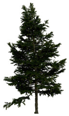 3d rendering of  Larix Decidua PNG vegetation tree for compositing or architectural use. No Backround. 