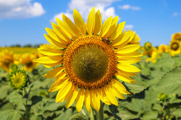 Closeup of the blooming common sunflower with the cute little bee on it on the agricultural field
