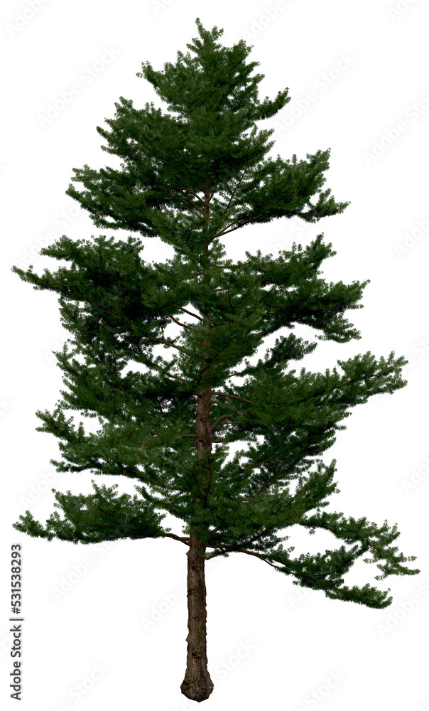 Wall mural 3d rendering of larix kaempferi png vegetation tree for compositing or architectural use. no backrou