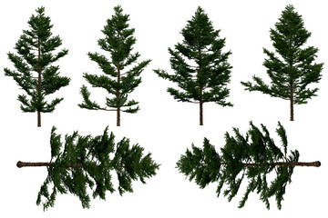 3d rendering of  Larix Kaempferi PNG vegetation tree for compositing or architectural use. No Backround. 