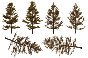 3d rendering of  Larix Kaempferi PNG vegetation tree for compositing or architectural use. No Backround. 