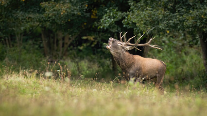 Red deer, cervus elaphus, stag coming out of forest on a meadow while roaring with open mouth....
