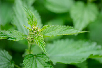 Bushes of fresh green nettles, soft focus. Nettle medicine.