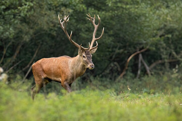 Naklejka na ściany i meble Majestic red deer, cervus elaphus, stag walking on a glade in riparian forest with green trees in background. Proud mammal with large antlers approaching from side view. Animal wildlife in nature.