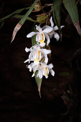 orquídea branca 