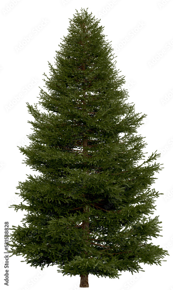 Wall mural 3d rendering of picea rubens png vegetation tree for compositing or architectural use. no backround.