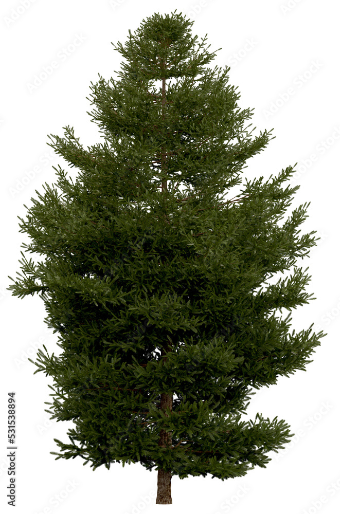 Wall mural 3d rendering of picea rubens png vegetation tree for compositing or architectural use. no backround.