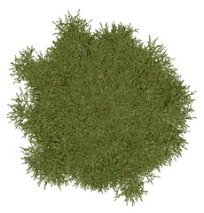3d rendering of  Picea Rubens PNG vegetation tree for compositing or architectural use. No Backround. 