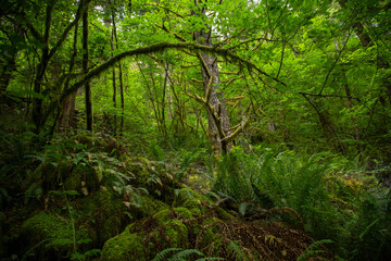 Fototapeta na wymiar Beautiful, Green, lush wooded forest in the Pacific Northwest USA. Healthy rain forest with lots of foliage and ferns. Naturally beautiful backgroun.