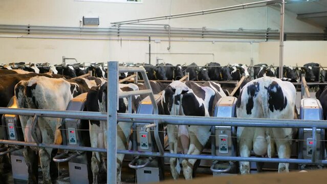 Dairy cows on milking machine. Automated equipment for milking cows on dairy farm. Dairy cows at dairy factory. Cow's ass.