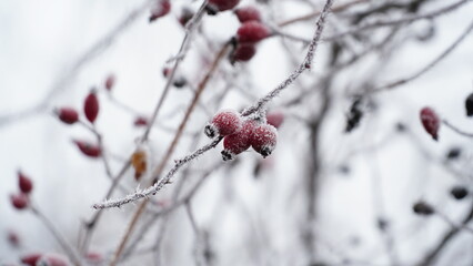 Frosty berries in the garden. The icy hoarfrost covered the bushes, herbs, and berries. Rosehip. Rowan. Mistletoe. Winter weather. Picturesque winter view with frosty leaves. Christmas background.