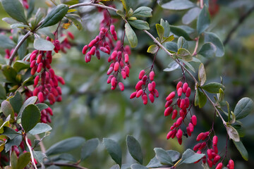 a branch with barberry berries in the autumn garden