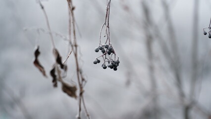 Frosty berries in the garden. The icy hoarfrost covered the bushes, herbs, and berries. Rosehip. Rowan. Mistletoe. Winter weather. Picturesque winter view with frosty leaves. Christmas background.