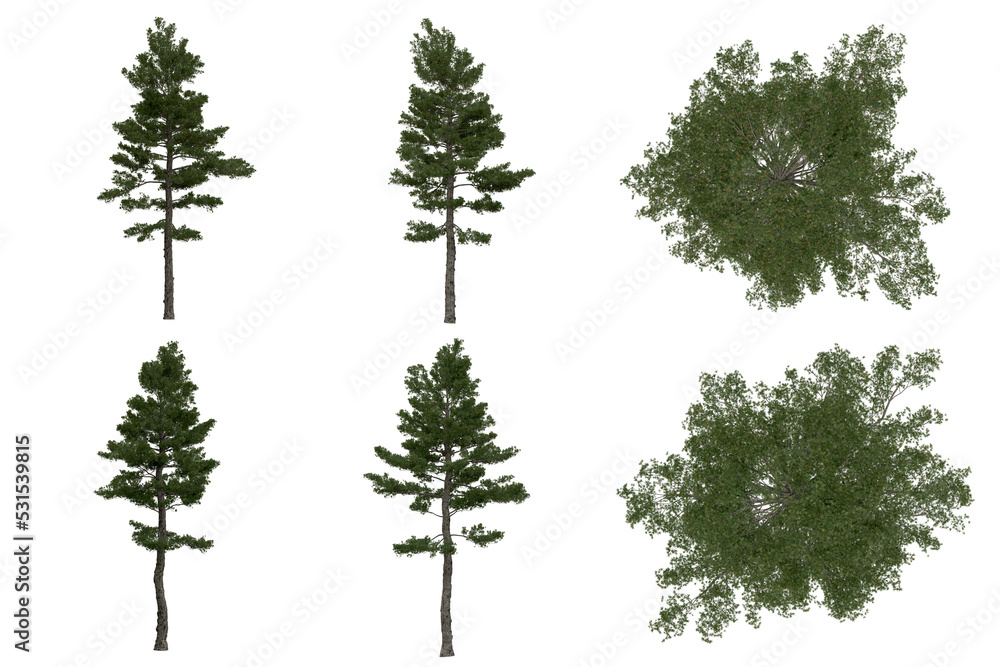 Wall mural 3d rendering of pinus strobus png vegetation tree for compositing or architectural use. no backround