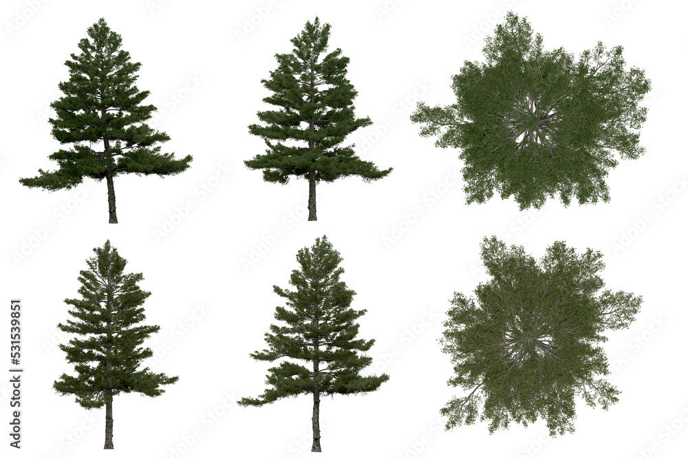 Wall mural 3d rendering of pinus strobus png vegetation tree for compositing or architectural use. no backround