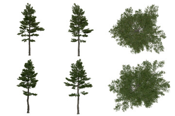 3d rendering of  Pinus Strobus PNG vegetation tree for compositing or architectural use. No Backround. 