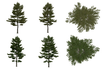 3d rendering of  Pinus Strobus PNG vegetation tree for compositing or architectural use. No Backround. 