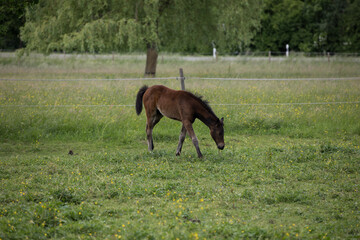 Fototapeta premium Fohlen auf der Weide