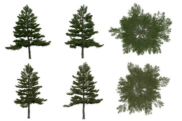3d rendering of  Pinus Strobus PNG vegetation tree for compositing or architectural use. No Backround. 