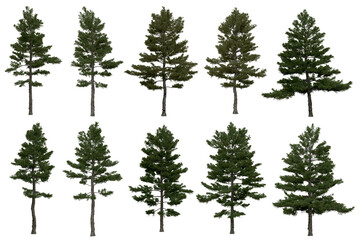 3d rendering of  Pinus Strobus PNG vegetation tree for compositing or architectural use. No Backround. 