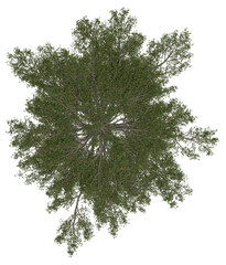 3d rendering of  Pinus Strobus PNG vegetation tree for compositing or architectural use. No Backround. 