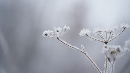 Obraz premium Frosty berries in the garden. The icy hoarfrost covered the bushes, herbs, and berries. Rosehip. Rowan. Mistletoe. Winter weather. Picturesque winter view with frosty leaves. Christmas background.