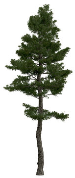 3d rendering of  Pinus Strobus PNG vegetation tree for compositing or architectural use. No Backround. 