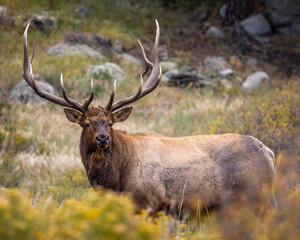 Bull Rocky Mountain elk (cervus canadensis) standing broadside while observing his harem during the fall elk rut at Rocky Mountain National Park Colorado, USA 