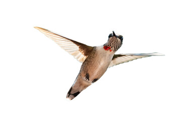 Isolated juvenile male ruby throated hummingbird