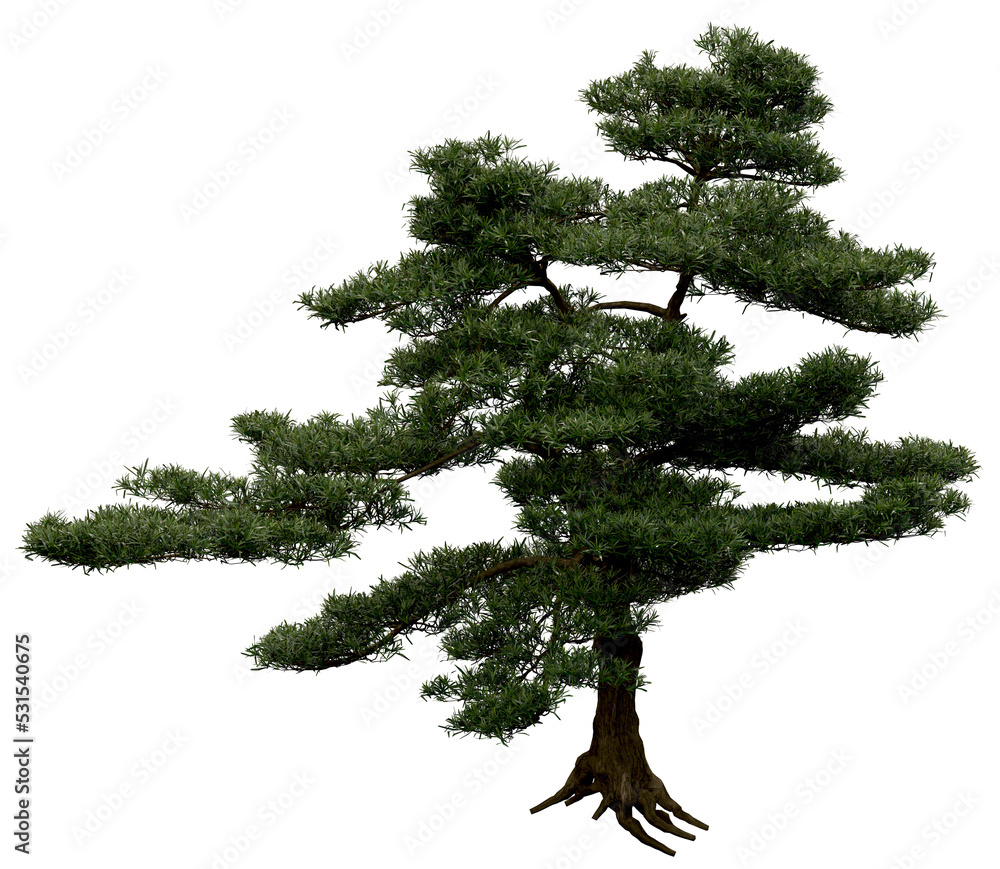 Wall mural 3d rendering of podocarpus macrophyllus png vegetation tree for compositing or architectural use. no
