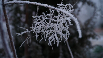 Frosty berries in the garden. The icy hoarfrost covered the bushes, herbs, and berries. Rosehip. Rowan. Mistletoe. Winter weather. Picturesque winter view with frosty leaves. Christmas background.