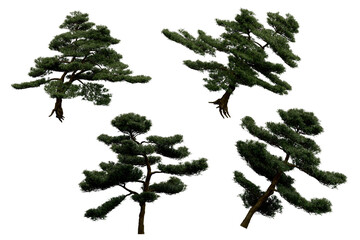 3d rendering of  Podocarpus Macrophyllus PNG vegetation tree for compositing or architectural use. No Backround. 