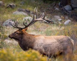 Bull Rocky Mountain elk (cervus canadensis) standing broadside while observing his harem during the fall elk rut at Rocky Mountain National Park, Colorado USA