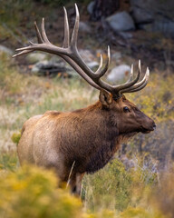 Bull Rocky Mountain elk (cervus canadensis) standing facing head on while observing his harem during the fall rut at Rocky Mountain National Park Colorado, USA 