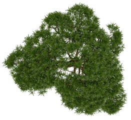 3d rendering of  Podocarpus Macrophyllus PNG vegetation tree for compositing or architectural use. No Backround. 