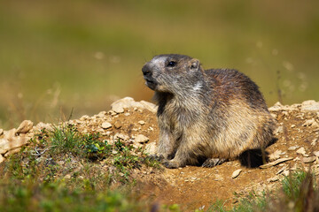 alpine marmot, marmota marmota, sitting in front of den on a hill from dirt and stones. Large rodent with brown fur in mountain environment. Animal wildlife in summer nature.