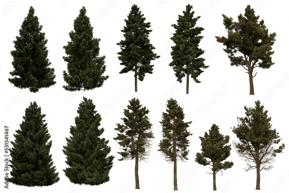 Wall mural 3d rendering of sciadopitys verticillata png vegetation tree for compositing or architectural use. n
