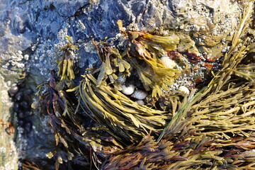 seaweed on rocks 