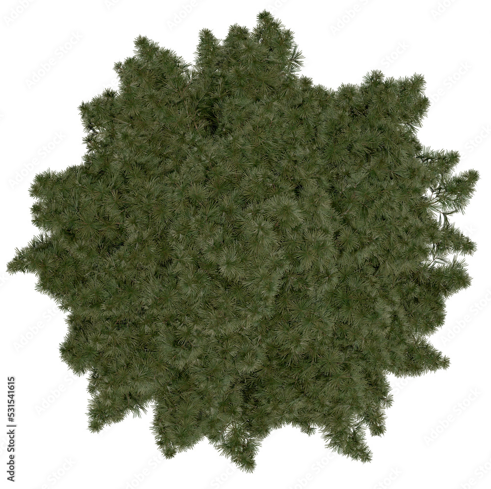 Wall mural 3d rendering of sciadopitys verticillata png vegetation tree for compositing or architectural use. n