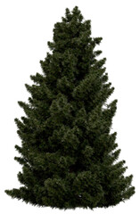 3d rendering of  Sciadopitys Verticillata PNG vegetation tree for compositing or architectural use. No Backround. 