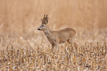 Roe deer, capreolus capreolus, buck with growing antlers covered in velvet on a corn stubble field. Mammal with brown fur in spring nature from side view.