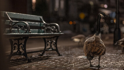 rainy sidewalk bench
