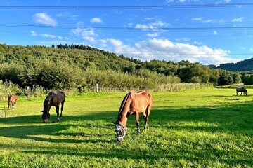 four horses in the pasture