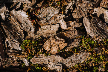 Pieces of brown fallen bark lie on the ground. Photography, texture, background.