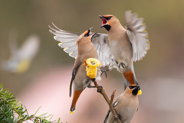 Two bohemian waxwings, bombycilla garrulus, fighting over an apple on tree in autumn. Duel of...